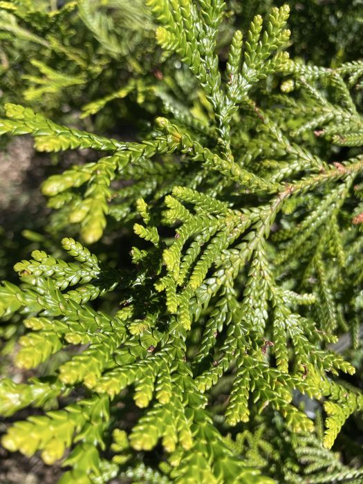 Туєвик долотоподібний, імператорське дерево