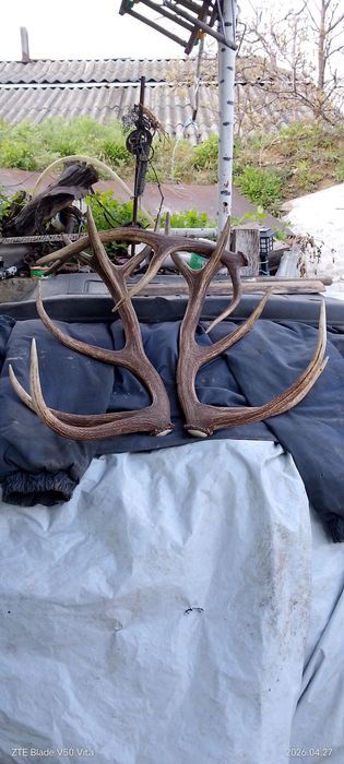 Продам роги оленя