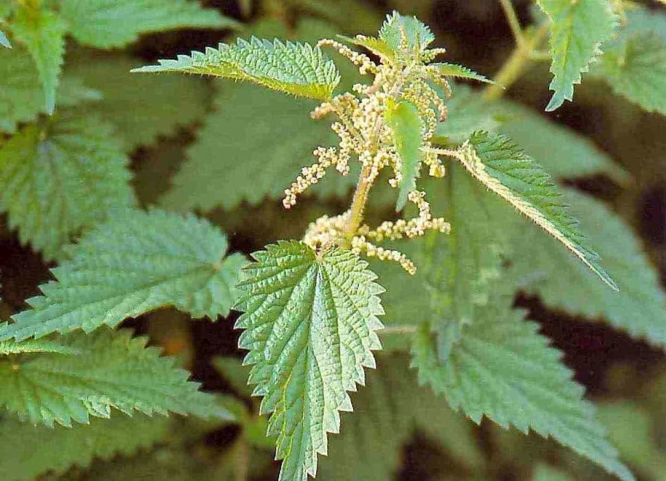 Chá/Infusão de urtiga seca