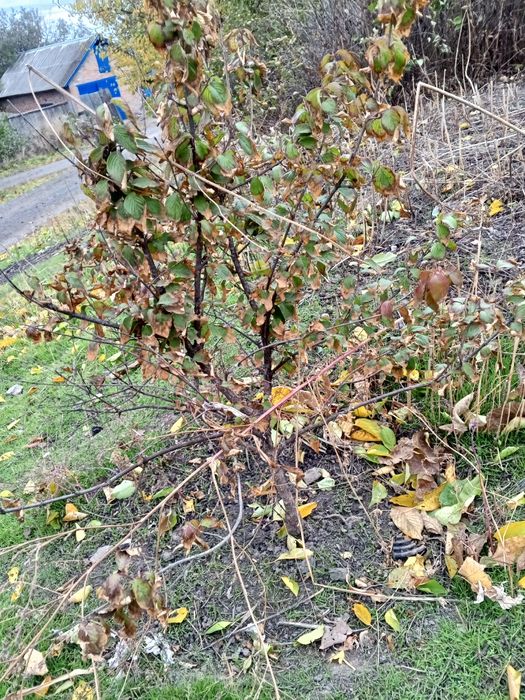 Продам саженцы ореха.грецкого Саженцы кызыла