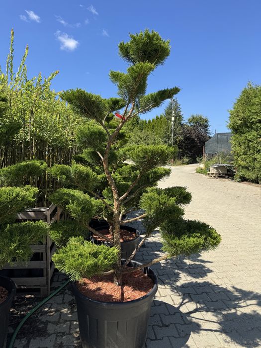 Bonsai , jałowiec mint julep, sosna, krzewy ozdobne