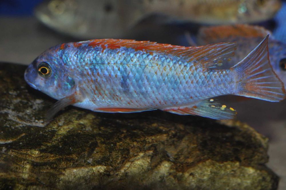 Labeotropheus Trewavasae Marmolade Cat, pyszczaki, Malawi, wysyłka