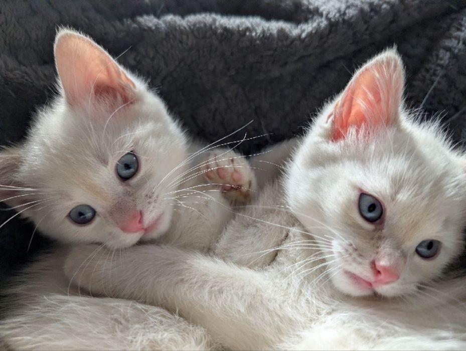 Невська маскарадна , кошенята