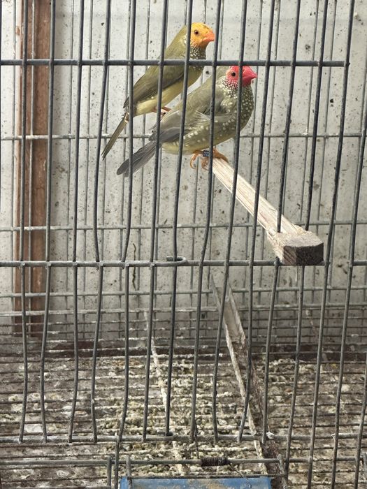 Diamantes gould
