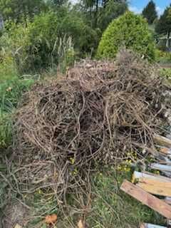 Gałęzie i płyty chodnikowe