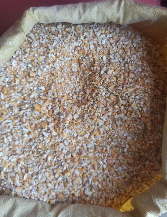 Kukurydza suszona ziarno/mielona/gnieciona