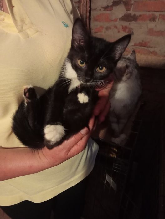 Дівчинка 2 міс потрібна сім'я