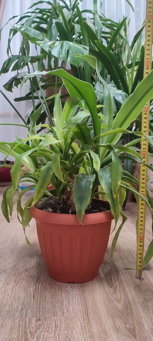 Драцена, кімнатна рослина, вазон