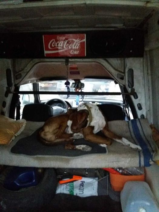 перевозка животных по Запорожью и Украине. Зоотакси.