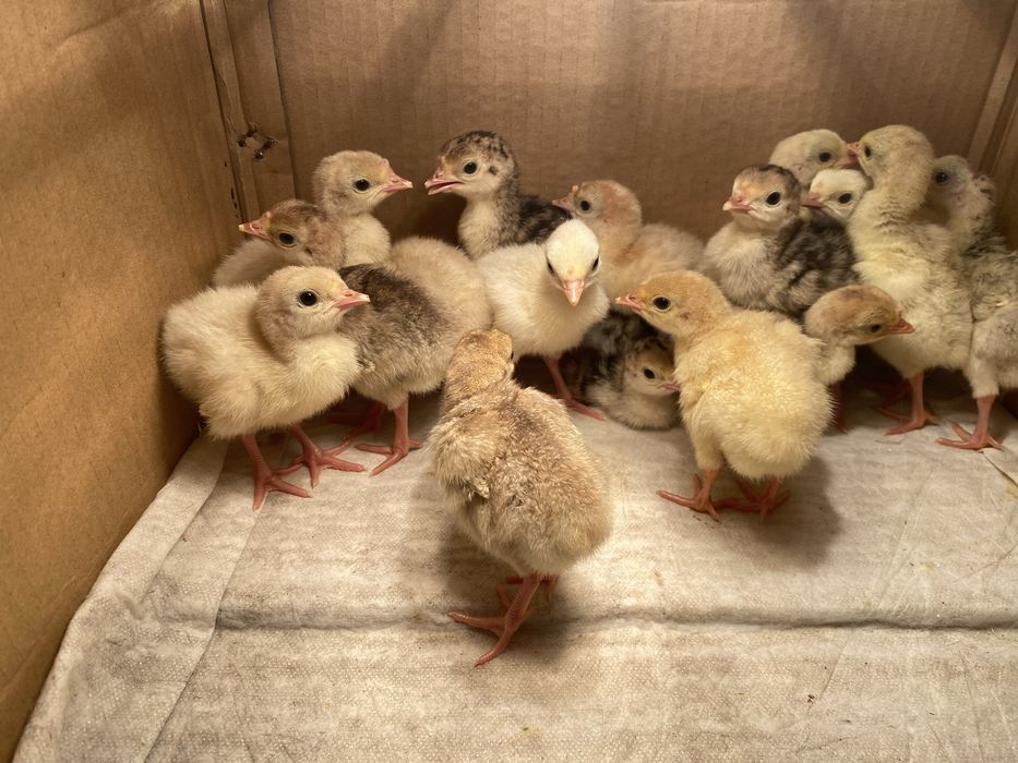 Інкубаційне яйце домашніх індиків 40грн