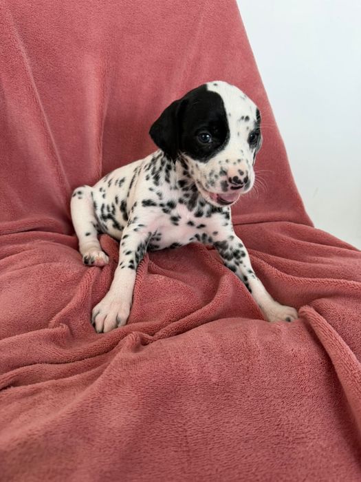 Dalmata puro com 1 mes