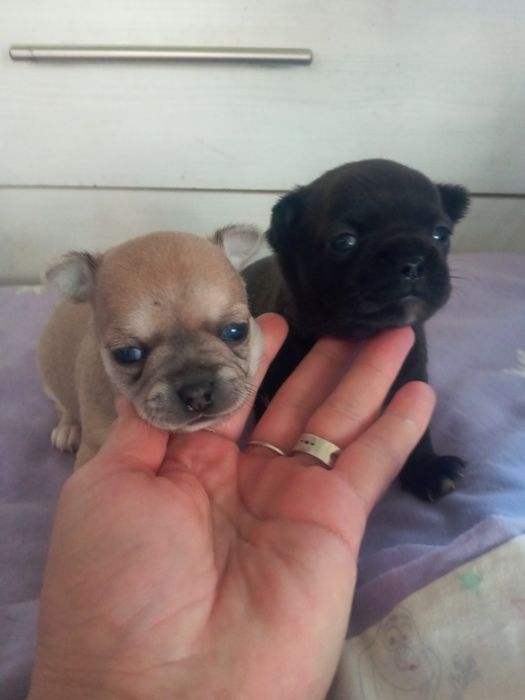 Питомник чихуахуа ,"Bright Star"