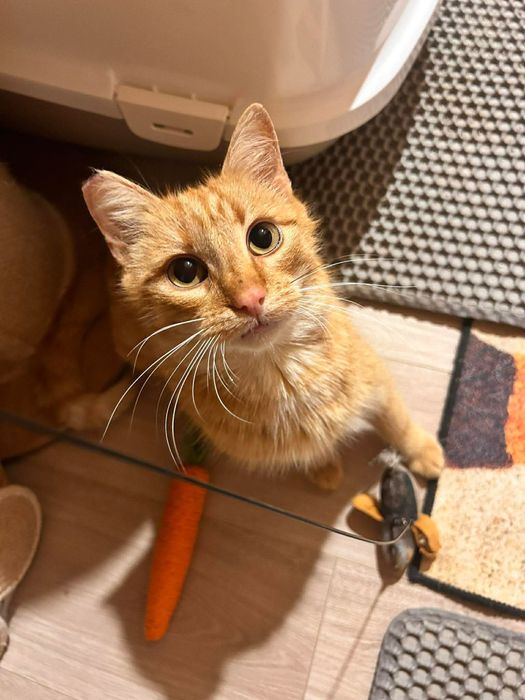 Cudowna kotka do adopcji