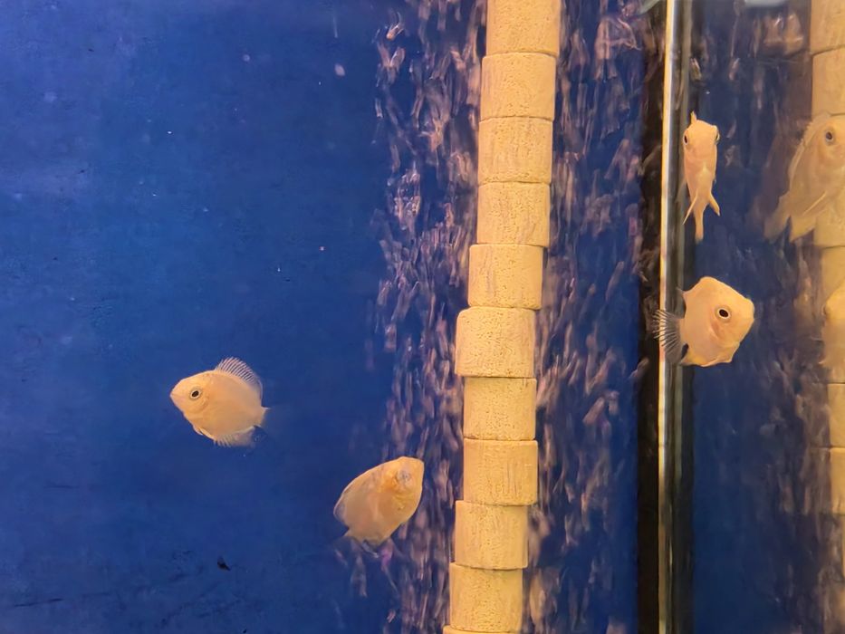 Severum Gold (Herus Severum)
