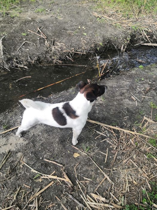 Фокстерьер мальчик вязка