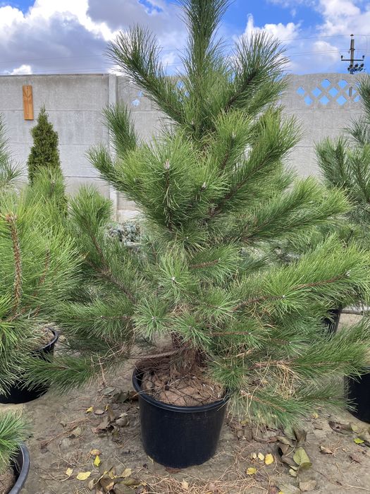 Сосни та ялинки в горщиках