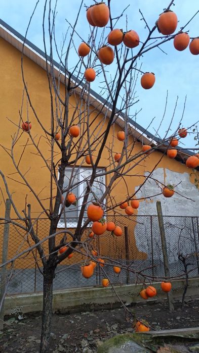 Саджанці екзотики і звичайні