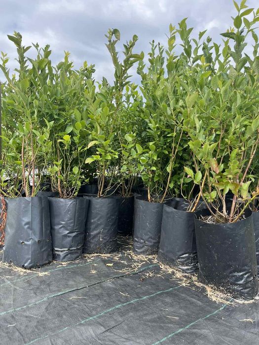 Черенки  живці лохини10 сортів.Саджанці лохини