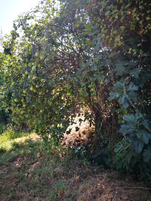 Terreno agrícola + pinhal S. Pedro France, Viseu