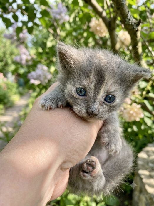 кошенята шукають родини