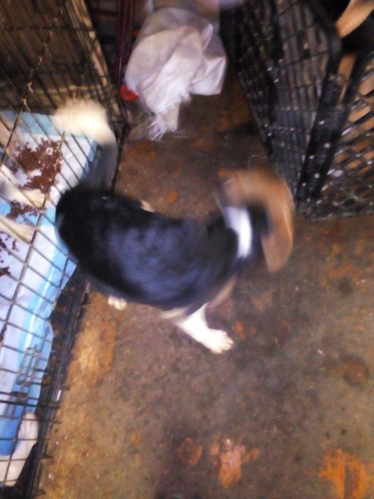 Віддам цуценя в добрі руки.