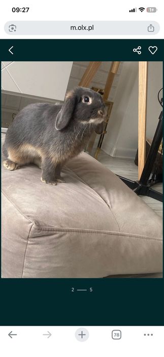 Piękny królik mini lop