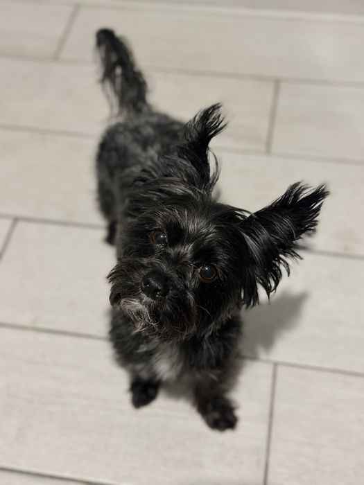 Йорк взрослый, черного цвета