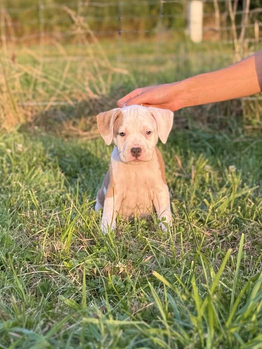 Szczeniak American Staffordshire Terrier (Amstaff) – ZKwP/FCI