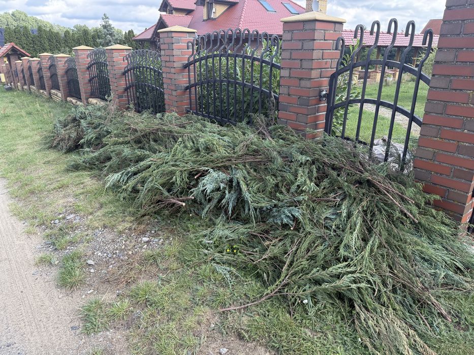 Iglaki tuje, gałęzie do kompostowania, biomasa