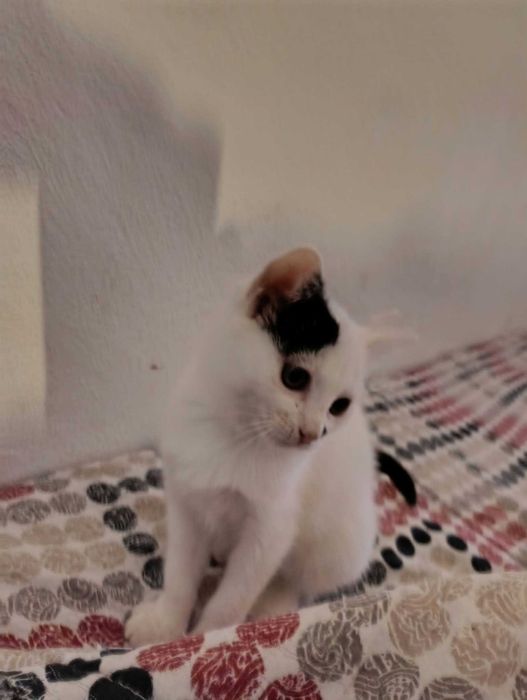 Gata 2,5m para adopção