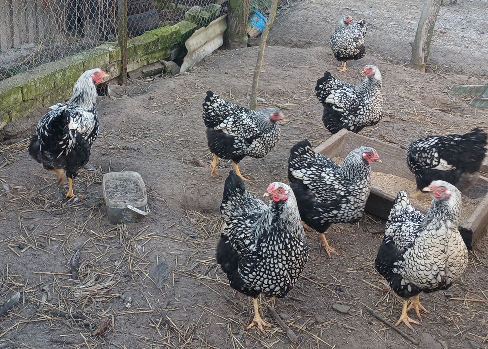 Інкубаційне яйце, віандот срібло