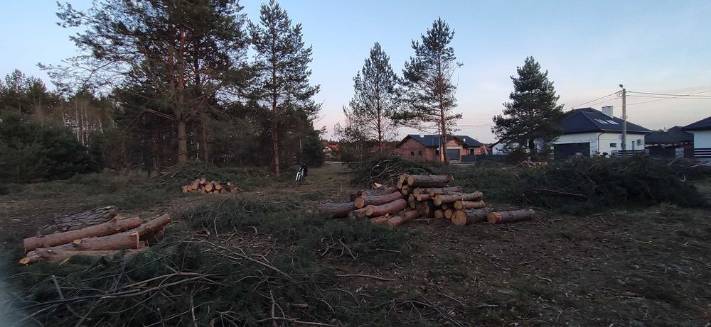 Drewno na opał sosnowe