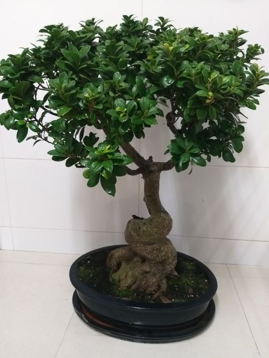 Bonsai 20 anos (90cm altura)