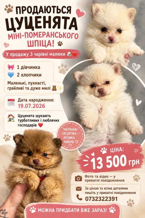 Померанський шпіц міні