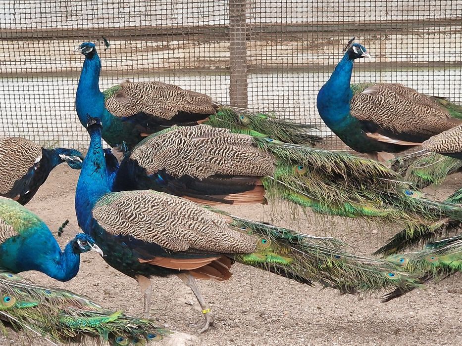 Pavões azuis adultos