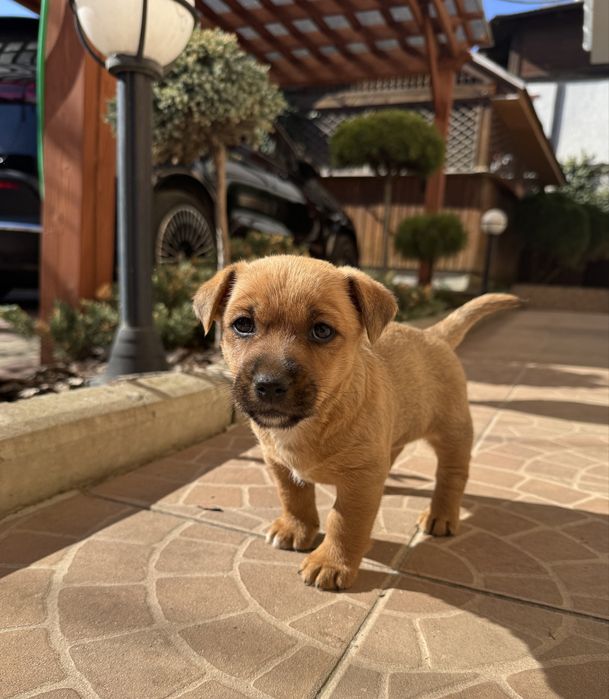 Щенята хлопчики