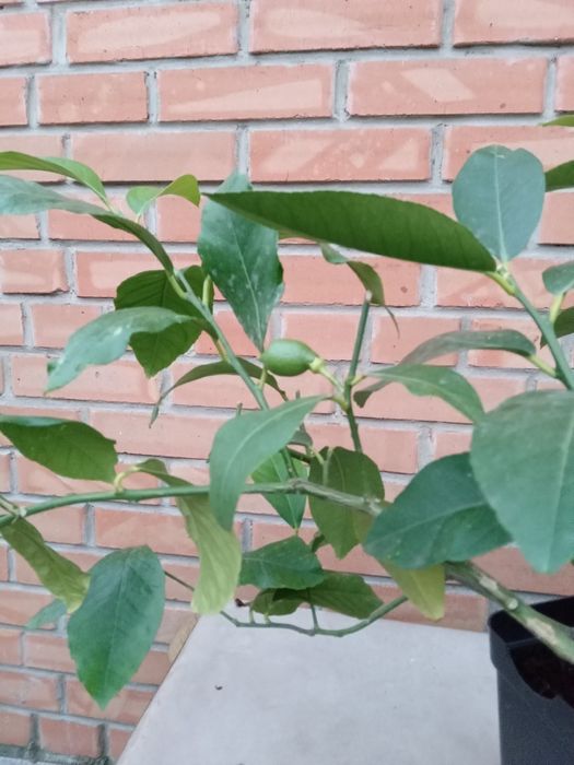 Продам комнатный лимон