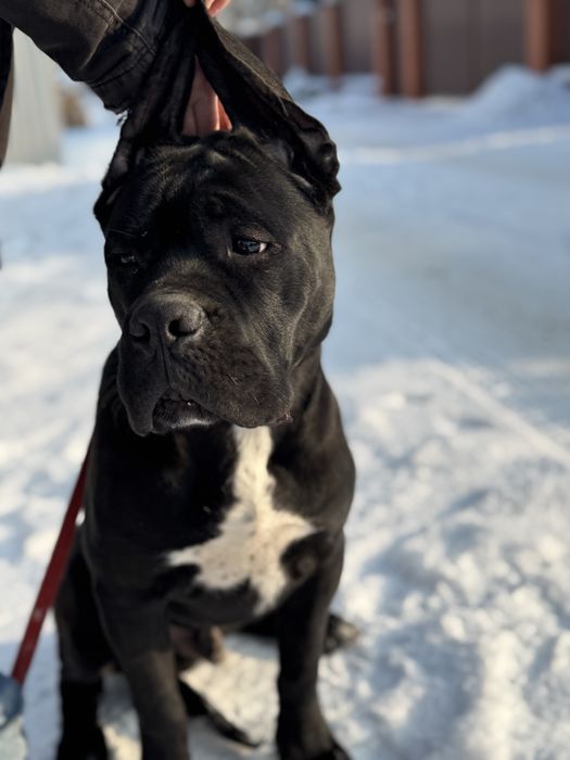Брутальній хлопчік  Кане Корсо (Cane Corso Italiano)