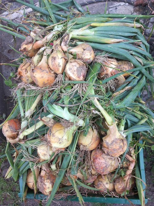 Cebula bez oprysków na oborniku końskim