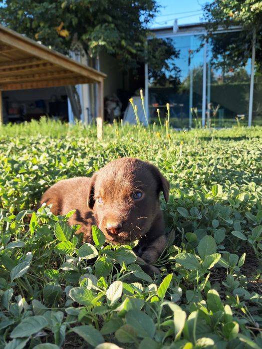 Cães para adoção
