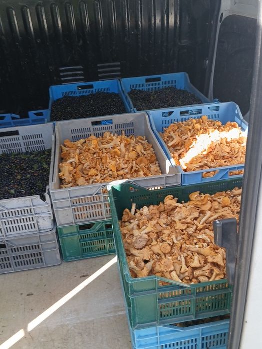 Sprzedam kurki codziennie świeże 28 zl kg