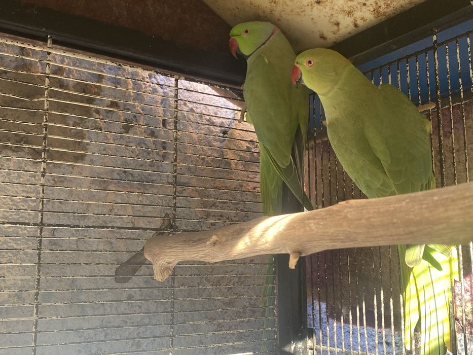 Vendo Ringnecks verdes