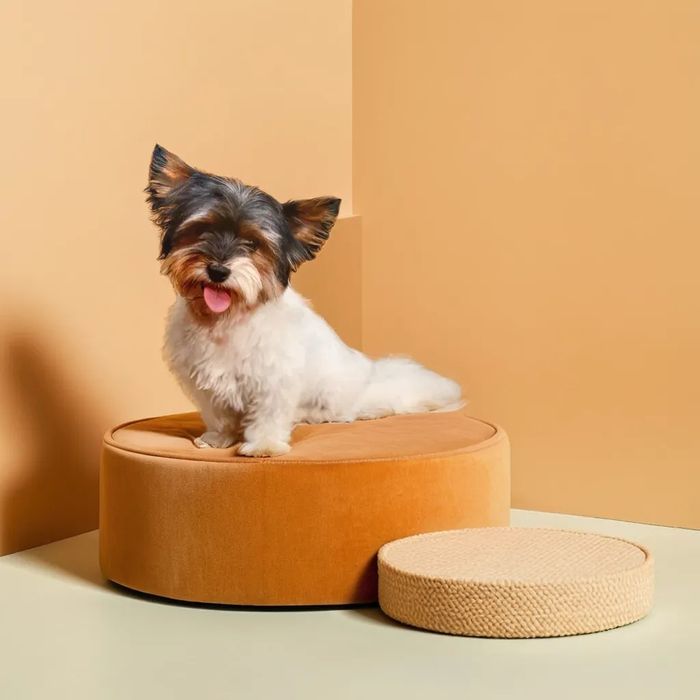 Бівер - Йорк дівчинка