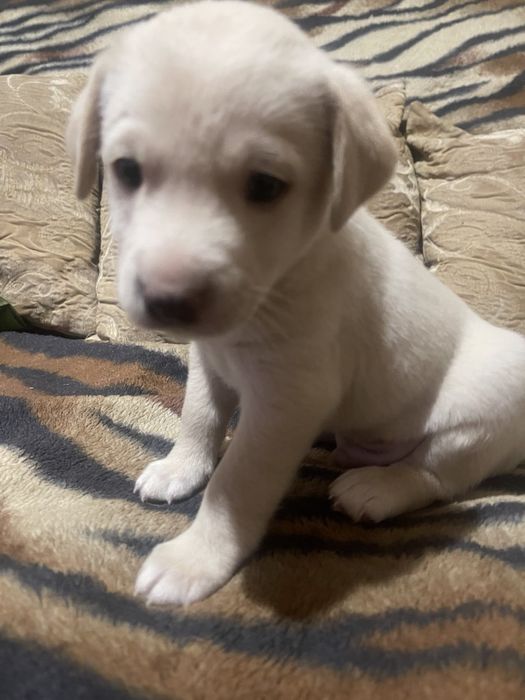 Дуже гарне цуценя