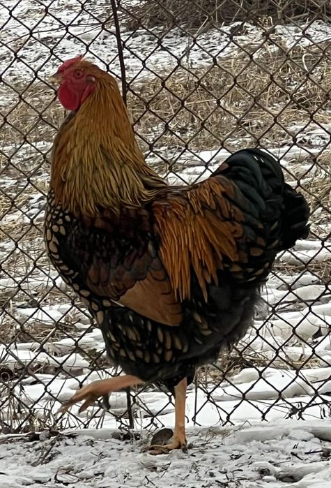 Koguty wyandotte olbrzymie