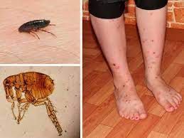 Служба знищення тарганів. клопів. блох. кліщів Уничтожение тараканов