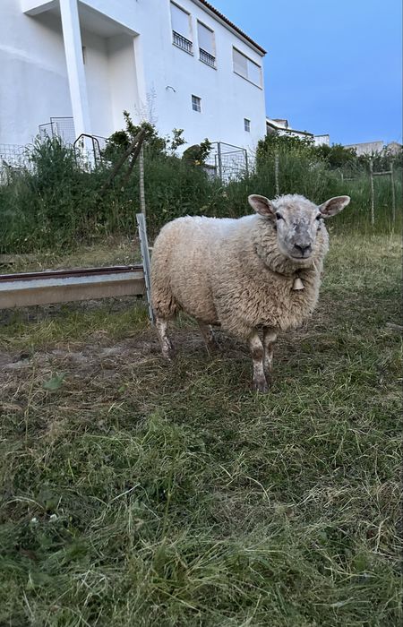 Malata cruzada suffolk x texel