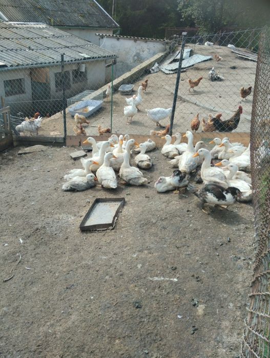 Sprzedam Kaczki tegoroczne