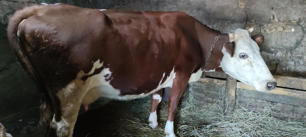 Продам корову на хозяйство