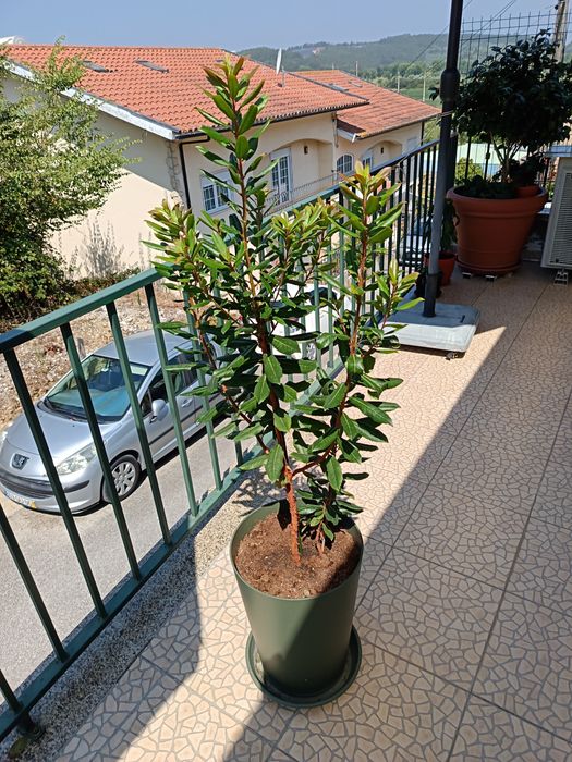 Vendo esta Planta de Jardim